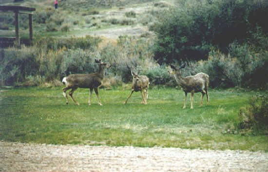 201-F02-14B23-Deer Moole