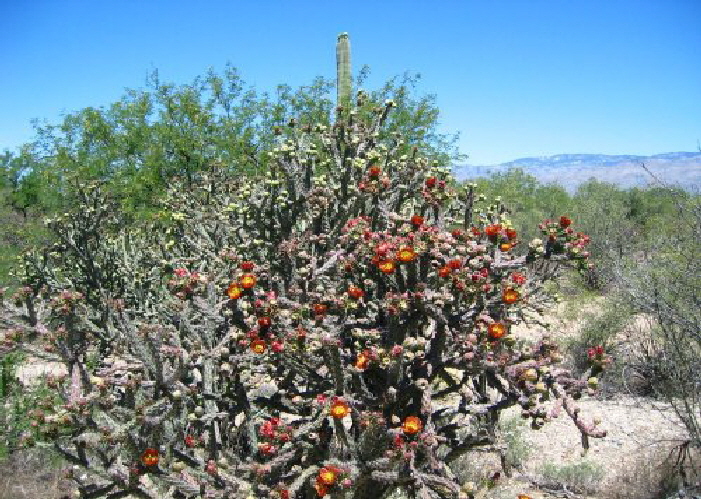 IMG_1612-Saguaro