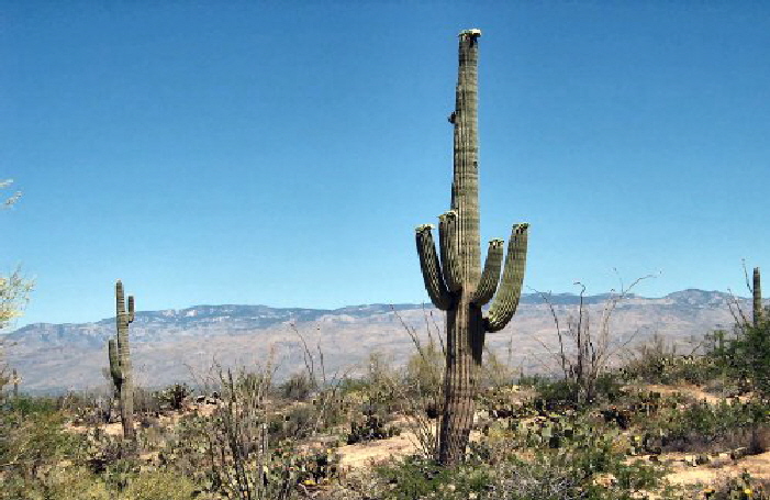 IMG_1617-Saguaro