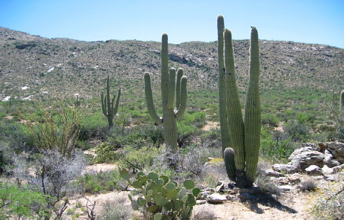 IMG_1619-Saguaro