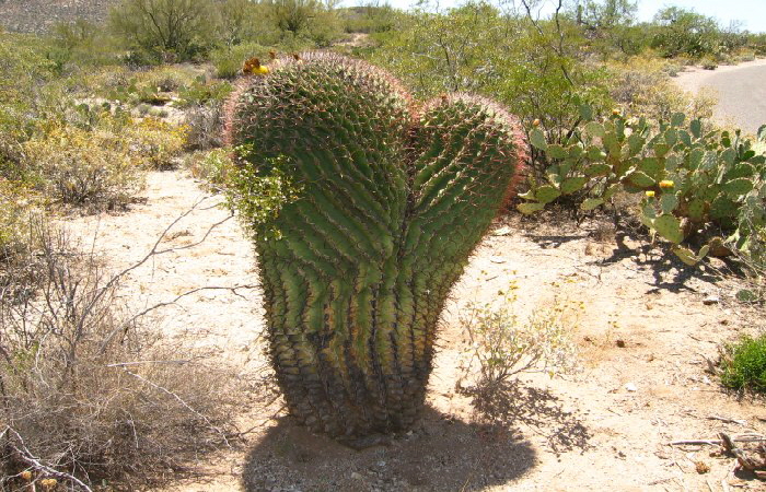 IMG_1624-Saguaro